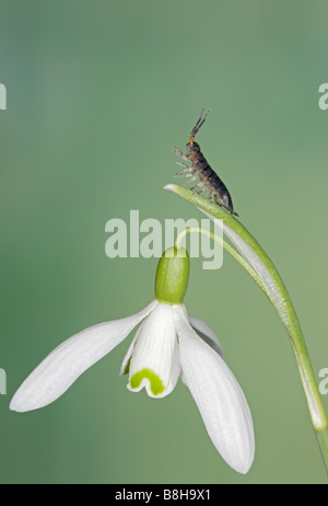 Gemeinsamen Assel Oniscus Asellus auf gemeinsame Schneeglöckchen Galanthus rivalis Stockfoto