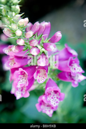 Gemeinsamer Name: Fingerhut lateinischer Name: Digitalis Stockfoto