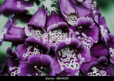 Gemeinsamer Name: Fingerhut lateinischer Name: Digitalis Stockfoto