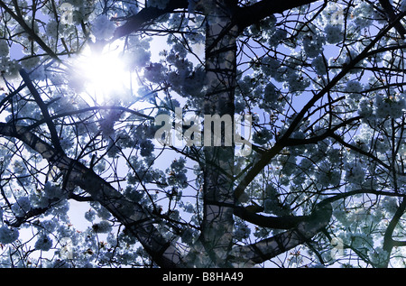 Weiße Blüte im Frühjahr wieder von der Sonne beschienen Stockfoto