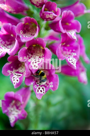 Gemeinsamer Name: Fingerhut lateinischer Name: Digitalis Stockfoto
