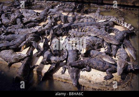 Krokodil-Farm von Crocodylus Siamensis, siamesische Krokodil in Bangkok Stockfoto