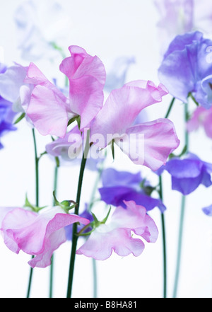 GEMEINSAMER NAME: Sweet Pea lateinischer NAME: Lathyrus man Stockfoto