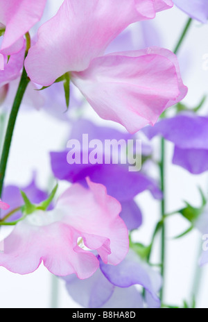 GEMEINSAMER NAME: Sweet Pea lateinischer NAME: Lathyrus man Stockfoto