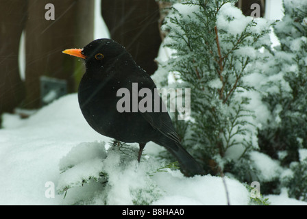 Dlackbird im Winter sitzen auf einem Topf 3 Stockfoto