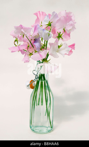 GEMEINSAMER NAME: Sweet Pea lateinischer NAME: Lathyrus man Stockfoto