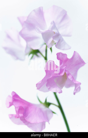 GEMEINSAMER NAME: Sweet Pea lateinischer NAME: Lathyrus man Stockfoto