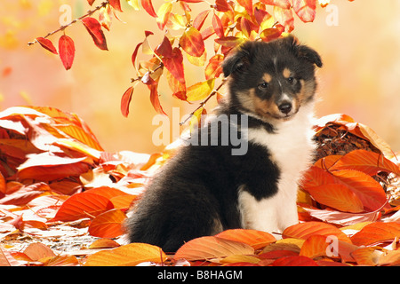 Sheltie Hund - Welpe sitzen im Herbstlaub Stockfoto