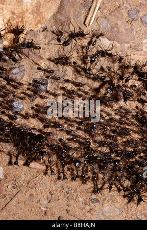 Treiber oder afrikanischen Armee Ameisen Dorylus sp eine Straße überqueren, während Soldaten Arbeitnehmer im Regenwald von Ghana bewachen Stockfoto