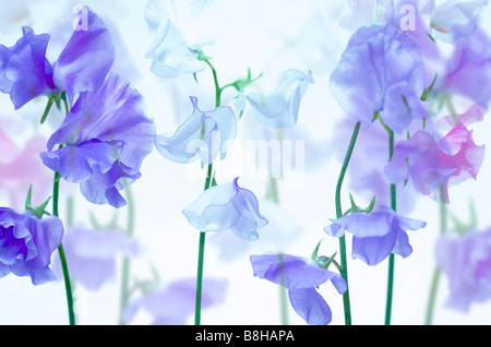 GEMEINSAMER NAME: Sweet Pea lateinischer NAME: Lathyrus man Stockfoto