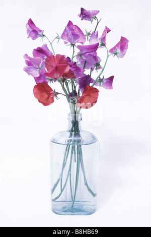 GEMEINSAMER NAME: Sweet Pea lateinischer NAME: Lathyrus man Stockfoto