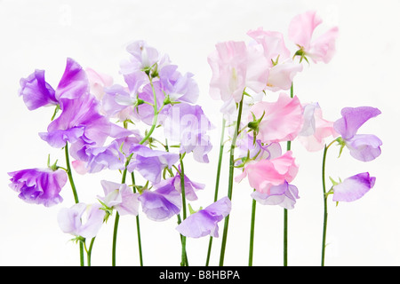 Rosa und lila Zuckererbsen. Lateinischer Name: Lathyrus man Stockfoto