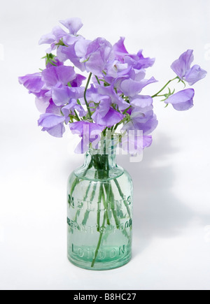 GEMEINSAMER NAME: Sweet Pea lateinischer NAME: Lathyrus man Stockfoto