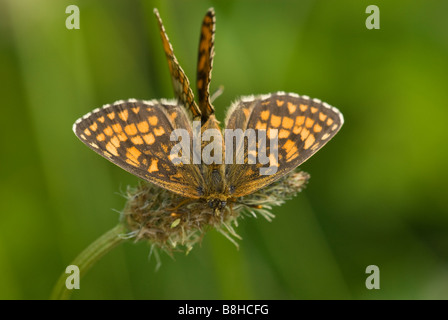 Heide Fritillary Butterfly Stockfoto