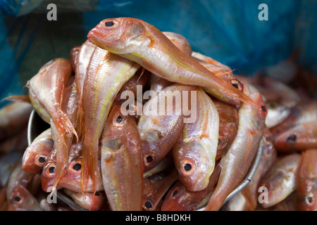 Hauptmarkt in Indien Pondicherry Haufen juvenile Red Snapper auf Stall zu verkaufen vor Ort frisch gefangenen Fisch Stockfoto