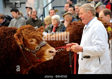 Limousin Stier zeigte und unter der Leitung von Halfter und Nase Ring Carlisle Cumbria Stockfoto