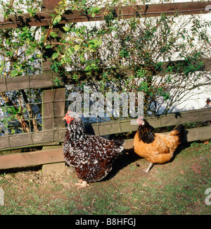 Gesprenkelt aus Freilandhaltung Sussex Hahn und braune Henne stehen bei Sonnenschein Wales UK KATHY DEWITT Stockfoto