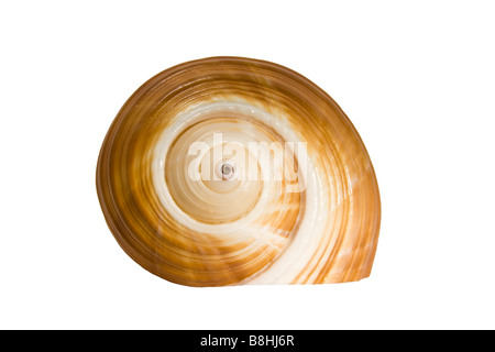 Riese Tun Shell zurück zeigen geschwungene design Stockfoto