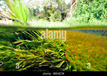 Split-Bild von der üppigen Vegetation, die oben und unten Wasser Sucuri Fluss Bonito Mato Grosso do Sul Brasilien Stockfoto