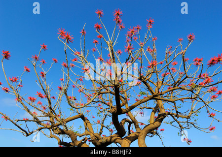 Ein rot blühender Baum (Erythrina caffra), Los Angeles CA Stockfoto