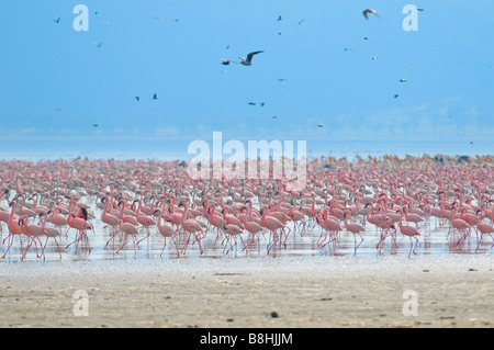 Schwärme von Flamingo Lake Nakuru Kenia Stockfoto