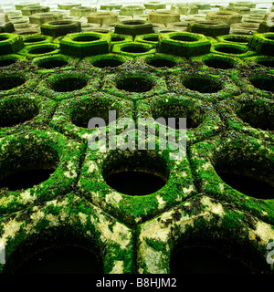 Eine verkürzte quadratische symmetrische Bild von Algen bedeckt hexagonal geformten konkrete Meer Verteidigung am Strand von Blackpool Stockfoto