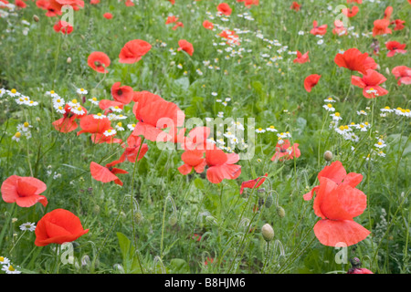 Wildflower meadow mit roter Mohn (Papaver rhoeas) in einem Feld mit Mayweed Blumen (Matricaria Perforata) im Sommer auf dem Land wächst. England Großbritannien Stockfoto