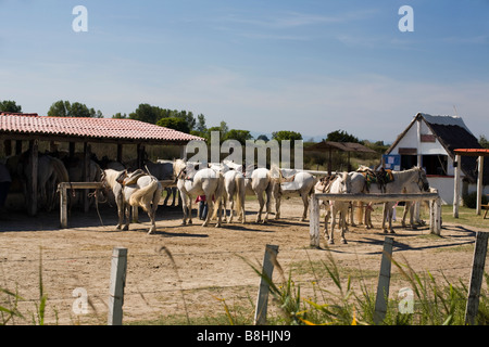 Pferde in einer Scheune in der Camargue, Bouche-du-Rhône, Frankreich Stockfoto
