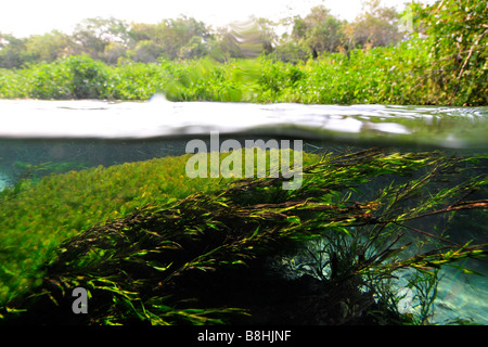 Split-Bild der üppigen Vegetation oben und unten Wasser, Säfte Fluss, Bonito, Mato Grosso Do Sul, Brasilien Stockfoto