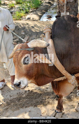 Fujairah Heritage Village zeigt historische & traditionelle arabische Leben Ochsen vorgespannt, ziehen Wasser aus Brunnen Stockfoto