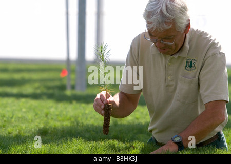 Forset Service Lucky Peak Kindergarten Manager hält einen Ponderosa Pine Sämling in einem Gewächshaus in der Nähe von Boise, Idaho Stockfoto