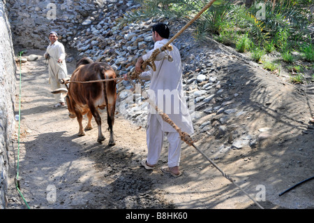 Fujairah Heritage Village zeigt historische & traditionelle arabische Leben Ochsen vorgespannt, ziehen Wasser aus Brunnen Stockfoto