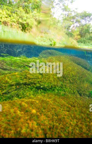 Unterwasser Vegetation, überwiegend Stonewort Algen, Chara Rusbyana bei Sucuri River, Bonito, Mato Grosso do Sul, Brasilien Stockfoto