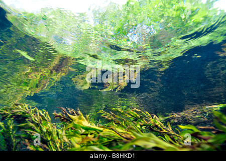 Split-Bild von der üppigen Vegetation, die oben und unten Wasser Sucuri Fluss Bonito Mato Grosso do Sul Brasilien Stockfoto