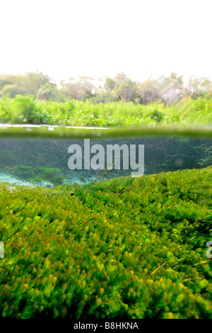 Split-Bild der üppigen Vegetation oben und unten Wasser, Säfte Fluss, Bonito, Mato Grosso Do Sul, Brasilien Stockfoto