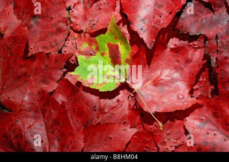 Ein grünes Ahornblatt auf einem Bett aus rot-Ahorn-Blätter Stockfoto