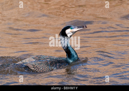 Kormoran (Phalacrocorax Carbo) - Kormoran - Stockfoto