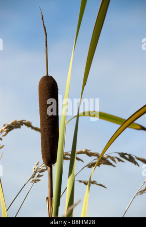 Stock Foto von einem Rohrkolben und hohen Gräsern Stockfoto