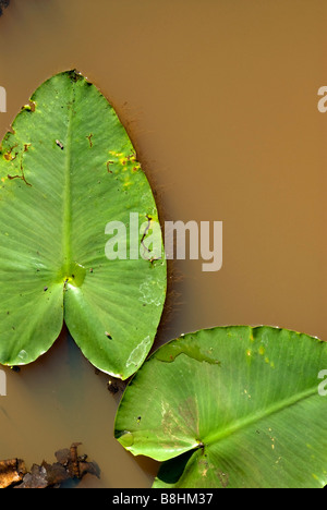 Lily Pads auf trüben braunen Wasser der Nooksack River im schönen pazifischen Nordwesten Stadt Ferndale, Washington, USA. Stockfoto