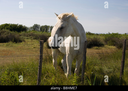 White Horse Camargue Behing eine kabelgebundene Tor, Frankreich Stockfoto