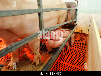 Spanferkel auf eine moderne Hog-Zuchtfarm Stockfoto