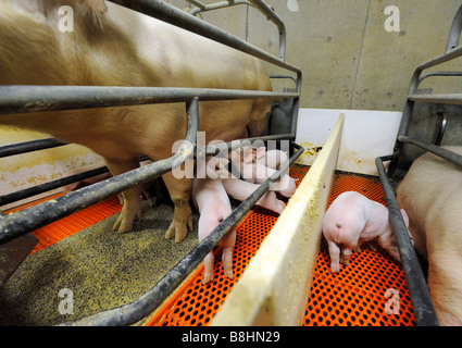 Spanferkel auf eine moderne Hog-Zuchtfarm Stockfoto