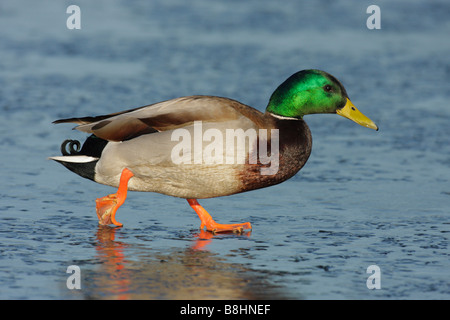 Mallard Ente Drake zu Fuß auf gefrorenen Lagune Victoria British Columbia Kanada Stockfoto