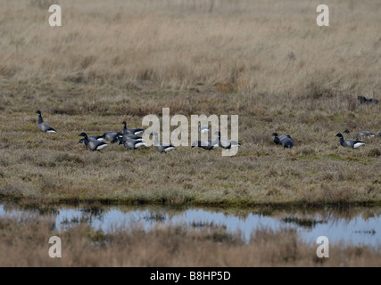 Brent Gänse Branta Bernicla. Fütterung auf die Bergkette des Lincolnshire.French: Bernache cravant Deutsch: Ringelgans Spanisch: Barnacla Carinegra Stockfoto