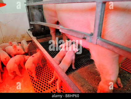 Spanferkel auf eine moderne Hog-Zuchtfarm Stockfoto