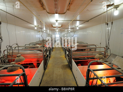 Spanferkel auf eine moderne Hog-Zuchtfarm Stockfoto