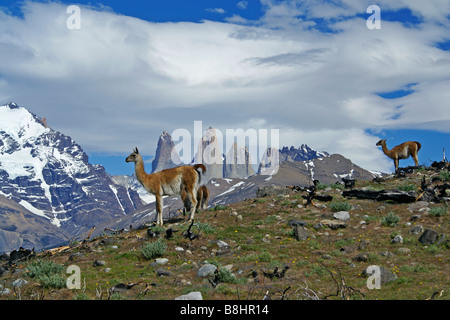 Guanakos vor drei Torres, Torres del Paine Nationalpark, Patagonien, Chile Stockfoto