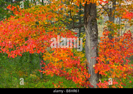Ein Ahornbaum in Flammen mit Herbst Laub Farbe in den Adirondack Mountains in New York State USA Stockfoto