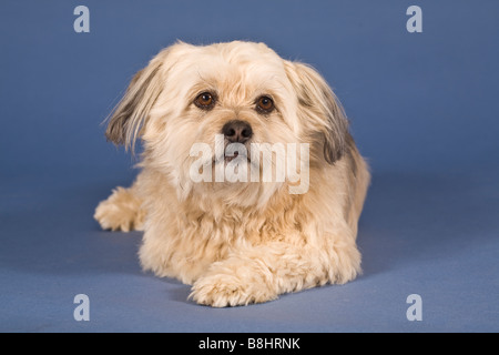 Shih Tzu-Malteser Kreuz Hund Stockfoto