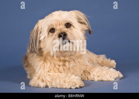 Shih Tzu-Malteser Kreuz Hund Stockfoto